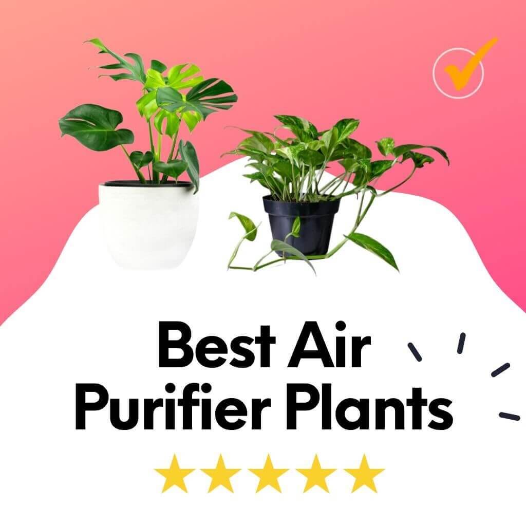 variety of air purifier plants for home