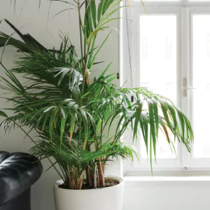 areca-palm-air-purifier-natural-live plant