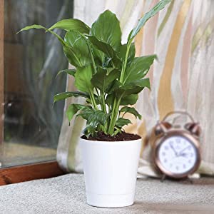 peace lily plant (spathiphyllum)