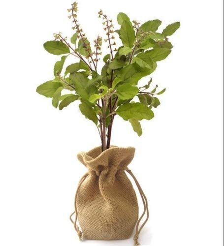 Bhajanlal Greenery Live Shyama/Rama Tulsi Herbal Plant
