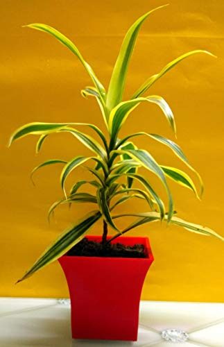 Green-Homes Dracaena Reflexa Air Purifying/Good Luck Indoor Plant (Song of India) with RED Pot