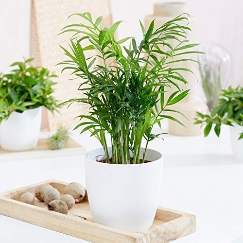 Guuchuu Chamaedorea / Bamboo Palm Plant with White Plastic Flower Pot for Indoor Decoration, Plant Height around 12