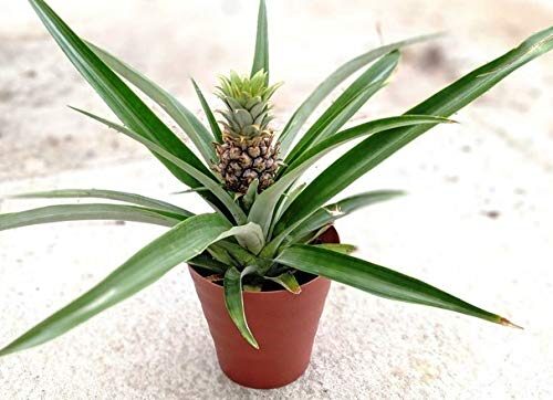 Modern Plants Live Pineapple/Anannas Fruit Healthy Plant With Pot
