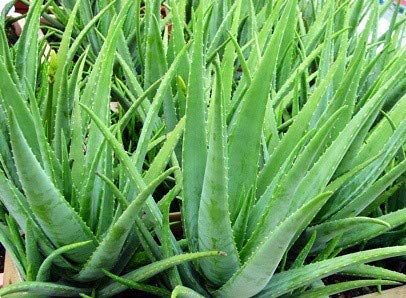 NR Meel Aloe Vera Baby Plant, 5 Pieces