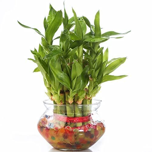 Nurturing Green Lucky Bamboo Plant (Small:2 Layer Bamboo, Glass Pot)