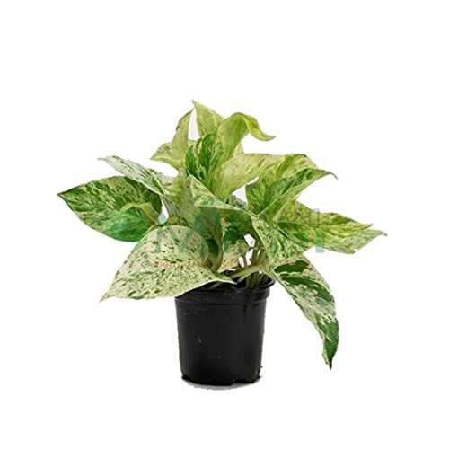 Plantshive Marble Queen/Devil Ivy Indoor Plant with Plastic Pot, Black, Medium, 1 Piece
