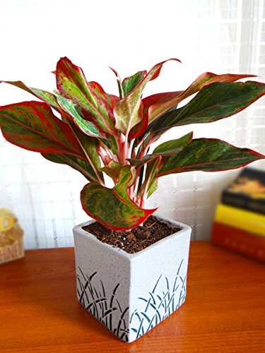 Rolling Nature Air Purifying Red Aglaonema Siam Aurora Chinese Evergreen Plant In White Cube Aroez Ceramic Pot