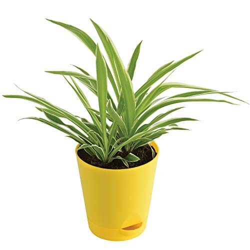 UGAOO Spider Plant Indoor Live with Self Watering Pot (4 Inch - Small)