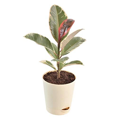 Ugaoo Air Purifying Rubber Plant Variegated With Self Watering Pot