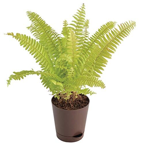 Ugaoo Golden Fern Plant with Self Watering Pot