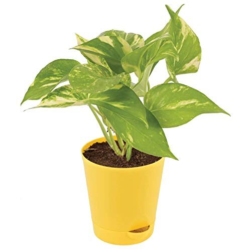 Ugaoo Good Luck Money Plant Variegated with Self Watering Pot