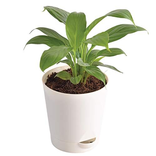 Ugaoo Peace Lily Plant with Self Watering Pot - Spathiphyllum Plant