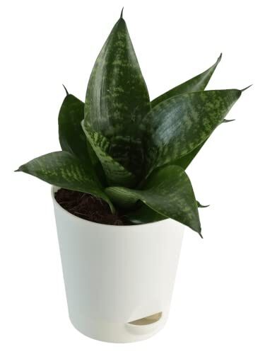 Ugaoo Sansevieria Green Air Purifier Snake Plant with Self Watering Pot
