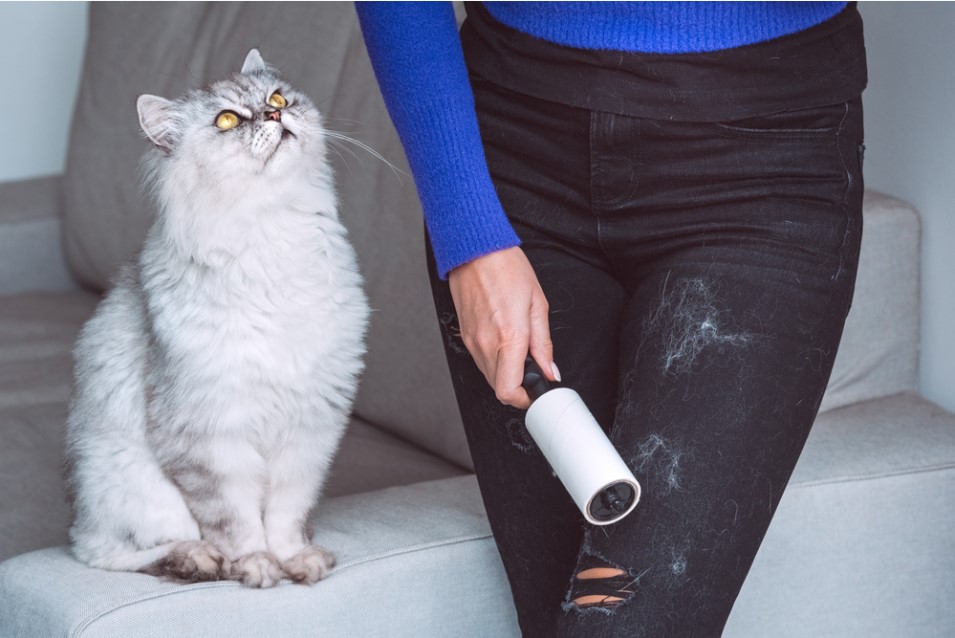 a woman cleaning the cat's hair from her jeans with a lint roller