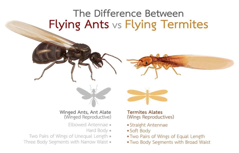 difference between flying termites and flying ants
