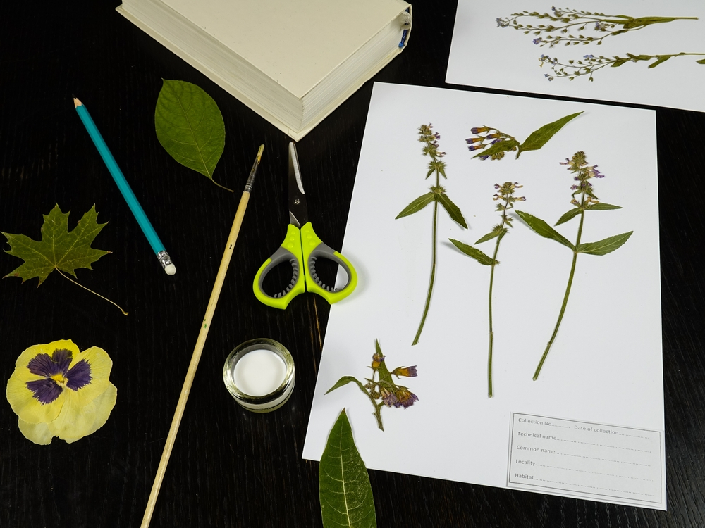 mounting and labelling plant specimens