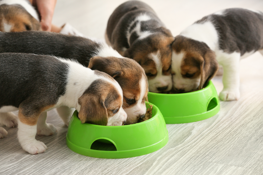 beagle puppies eating together