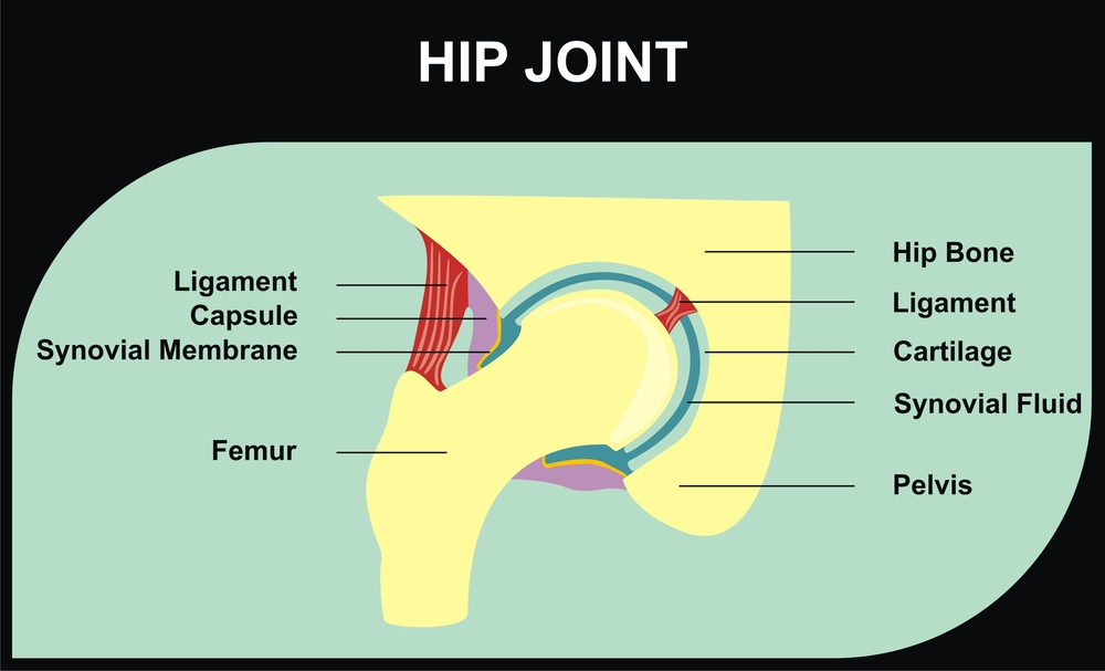 diagram of synovial fluid and hip joint