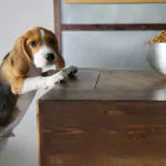 a beagle puppy trying to eat dog food