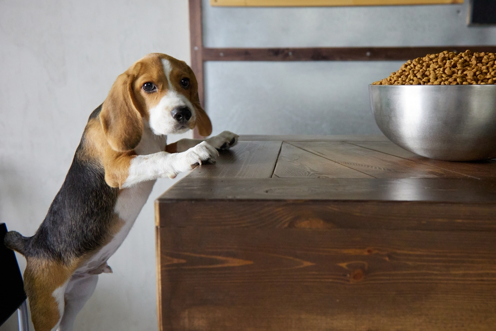 a beagle puppy trying to eat dog food