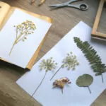 herbarium project