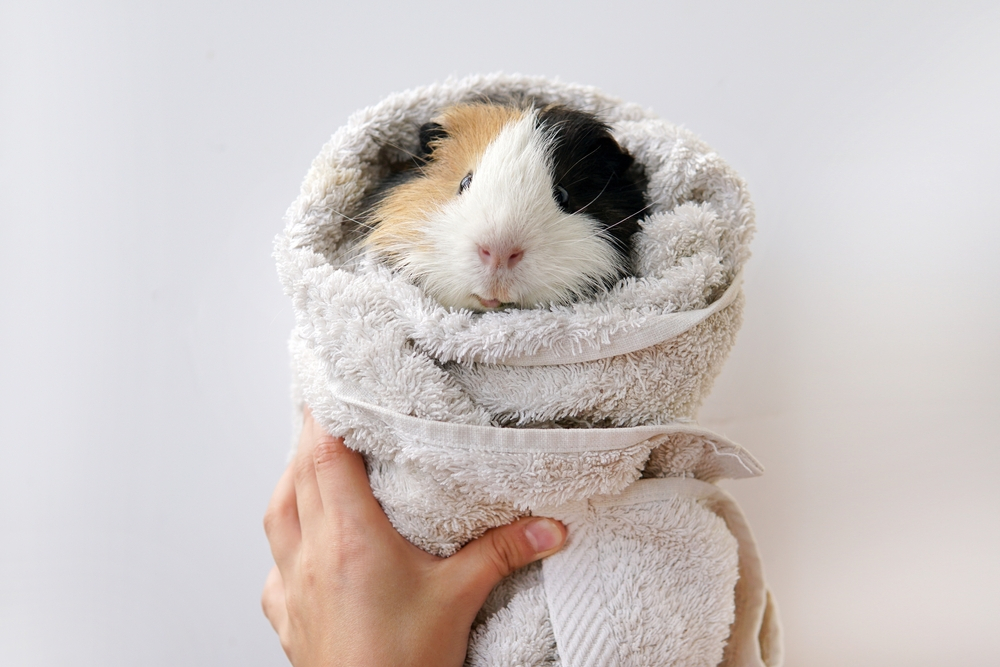 Caring for Your Guinea Pig