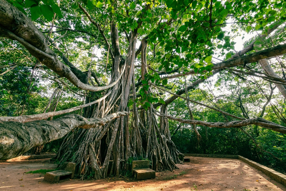 Indian Banyan Tree