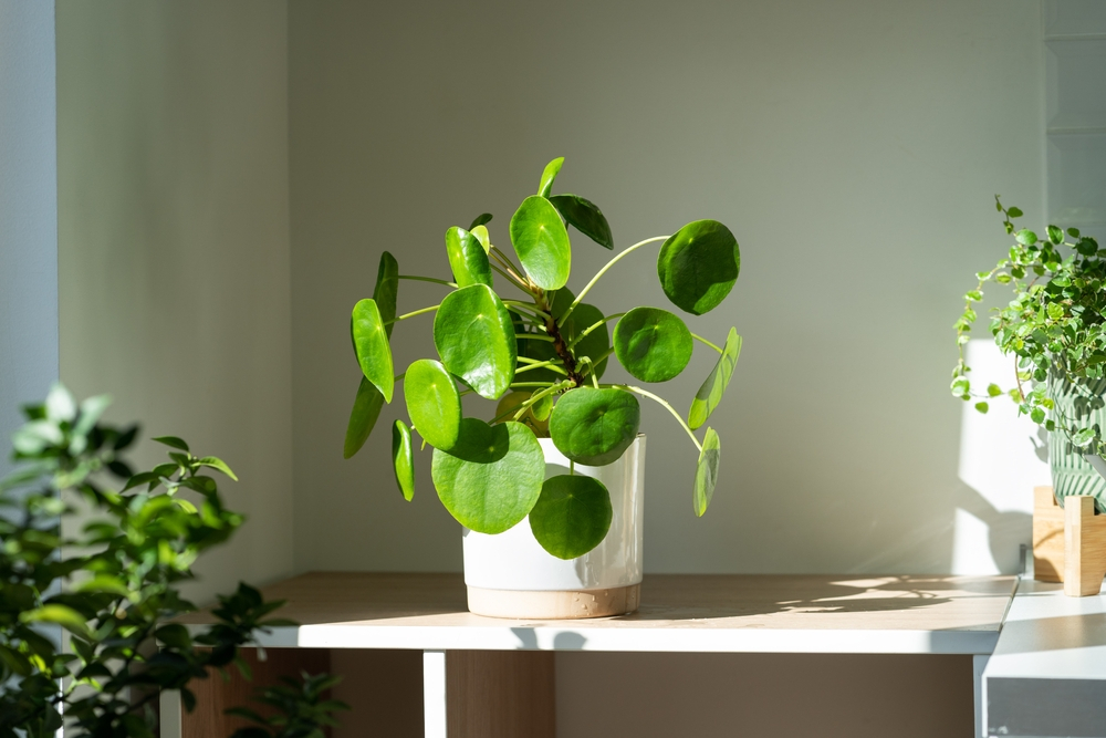 does money plant need sunlight