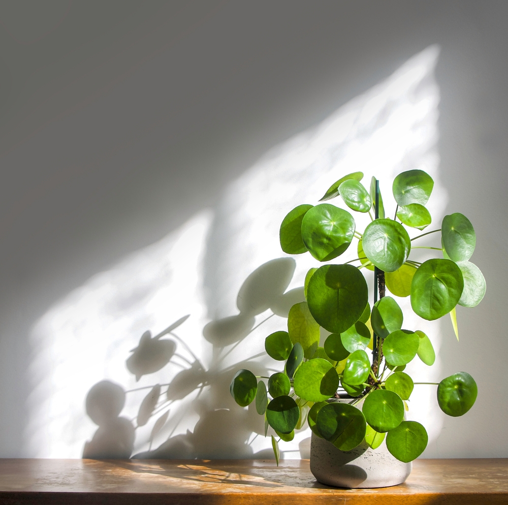 money plant in sunlight