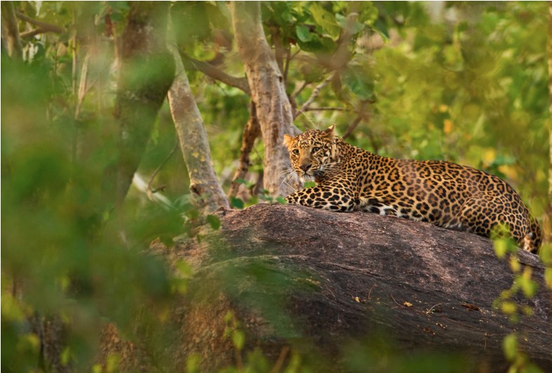 leopard at pench national park