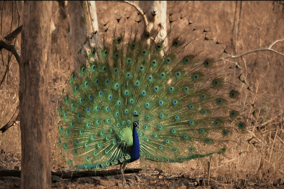 peacock at bor wildlife sanctuary
