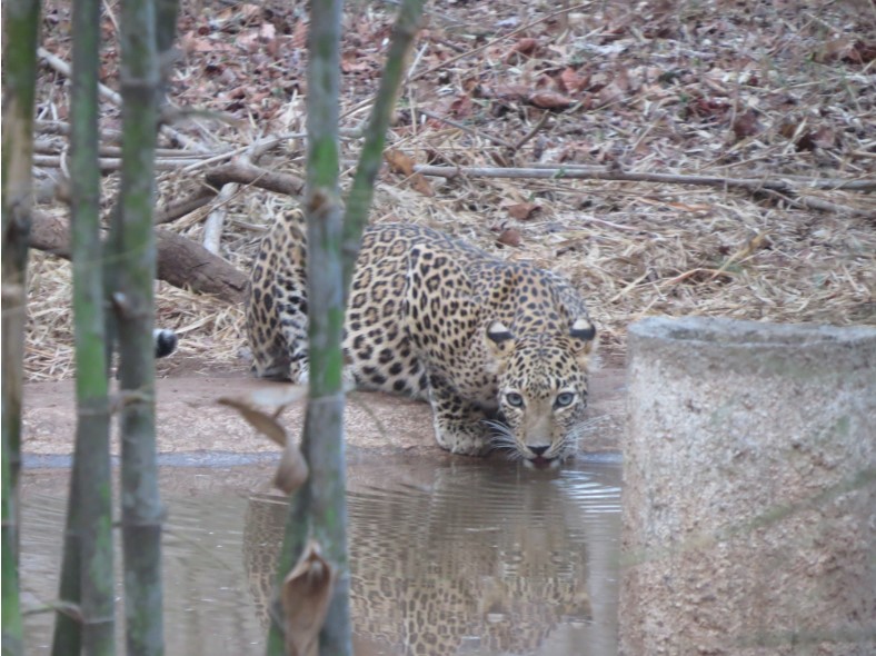 wild leopard in nagzira wildlife sanctuary