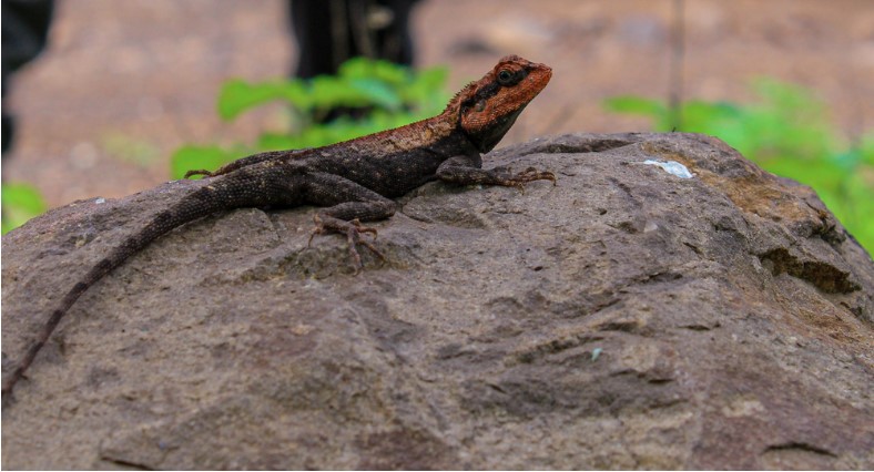 a lizard sitted on rock on roadside of melghat tiger reserve