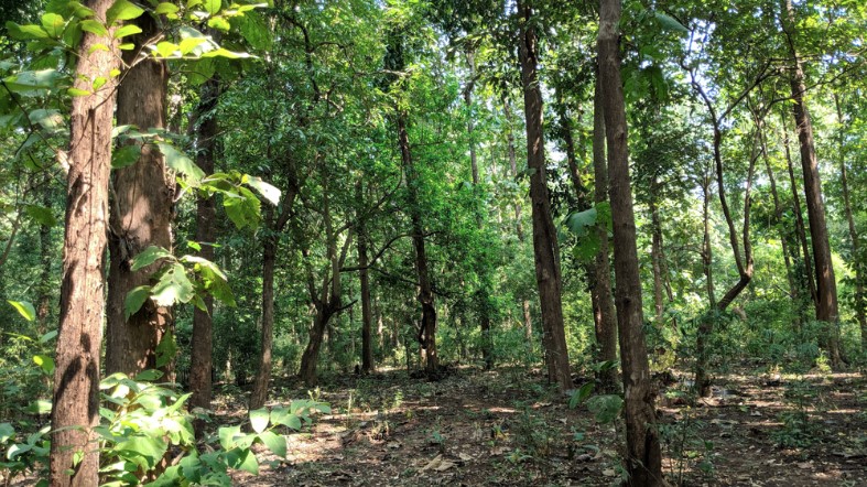 dense foliage of purna wildlife sanctuary