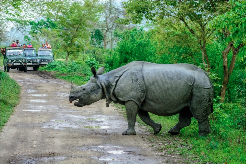 rhino-spotted-at-kaziranga-national-park