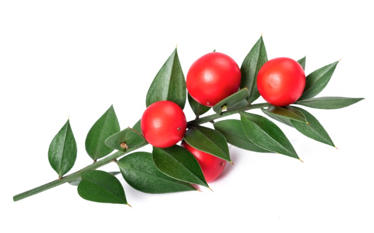 butchers broom with berries isolated on white background
