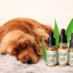 bottles of cbd oil and a cute dog sleeping on the floor indoors
