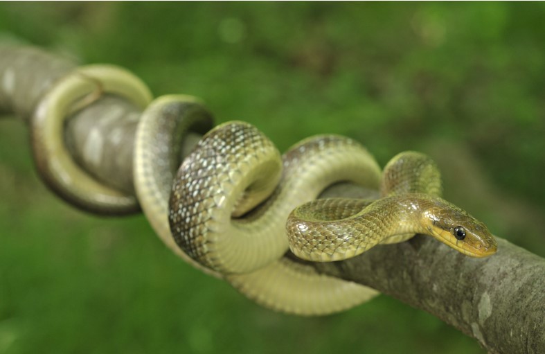 snake knotted on a branch of a tree