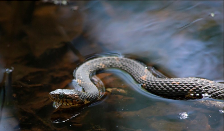 snake swimming in a stagnant water