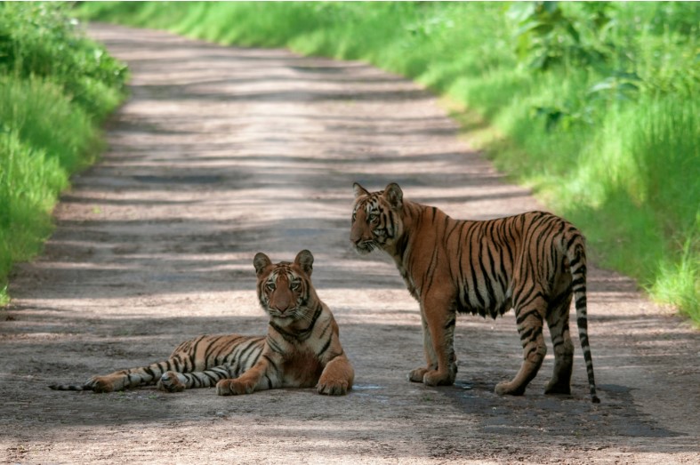 tiger cubs on road at tadoba andhari tiger reserve