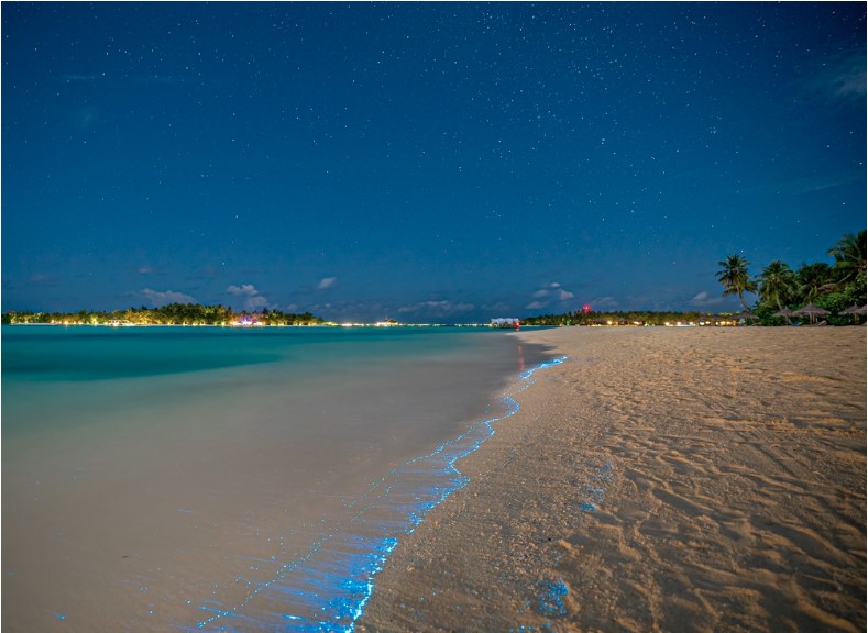 illumination of plankton at maldives