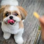 shih tzu dog looking at snack