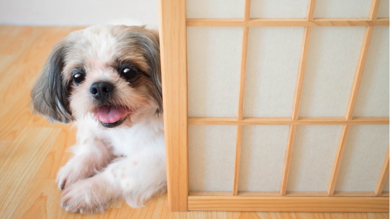 cute shih tzu puppy looking with curious eyes and lying down on wooden floor