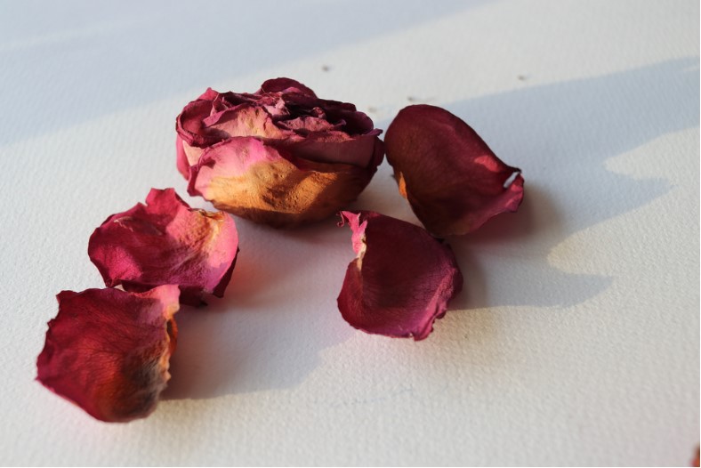 delicate rose petals dried in the heat of the sun