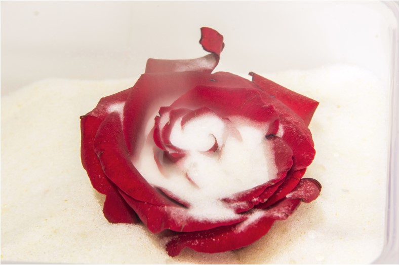red rose buried in silica gel for drying