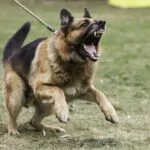 aggressive german shepherd barking