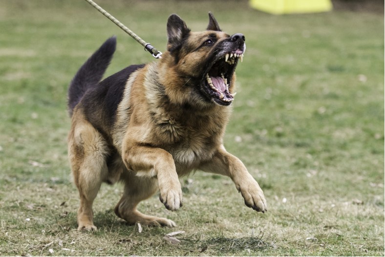 aggressive german shepherd barking