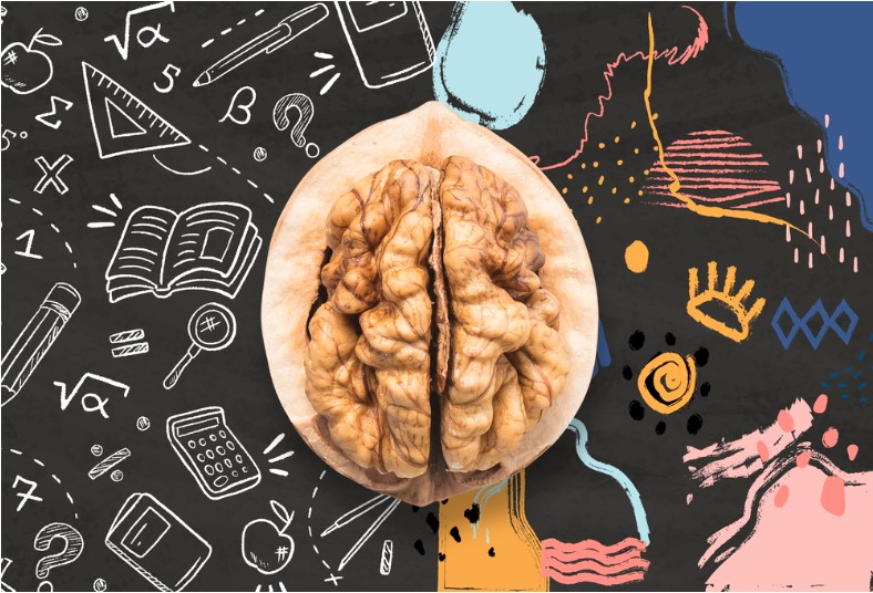 walnut brain shape left analytical and right creative hemispheres sketch concept illustration