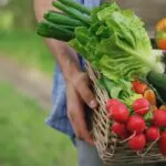 a basket with vegetables in the hands of a farmer