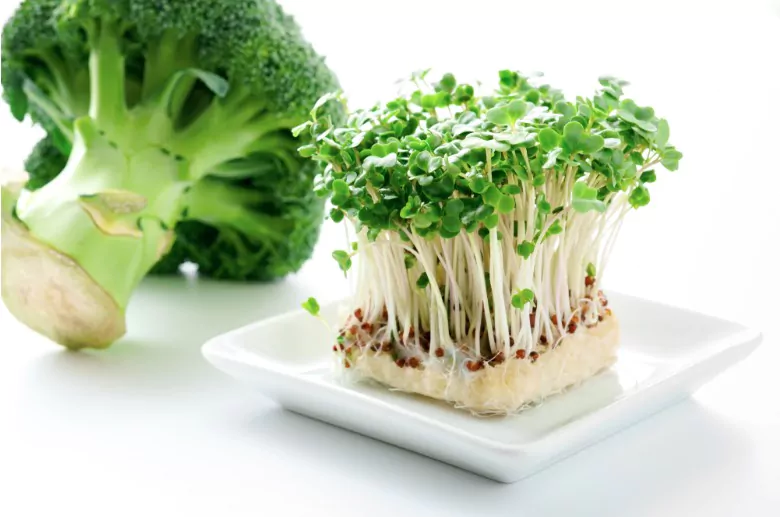 broccoli and broccoli sprout on white background